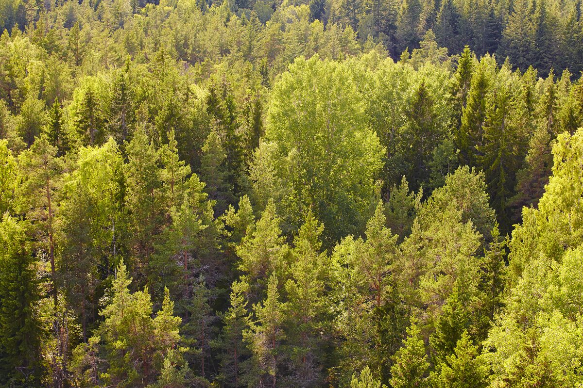 Timberland Investment – Wald bei Sonnenuntergang