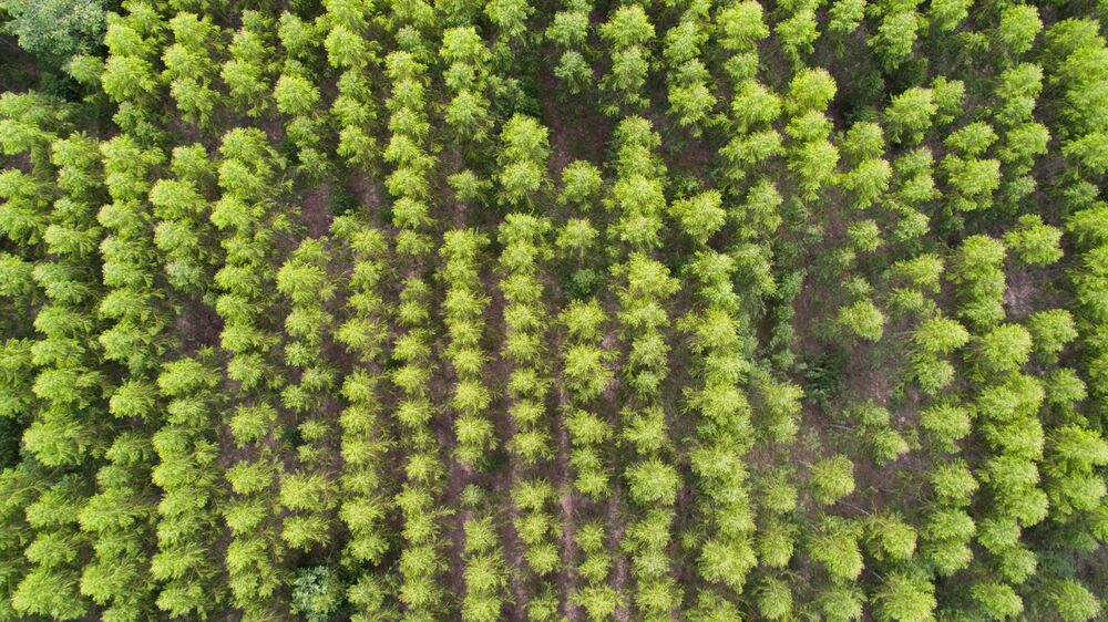 Afrikanische Timber-Plantage aus der Luft