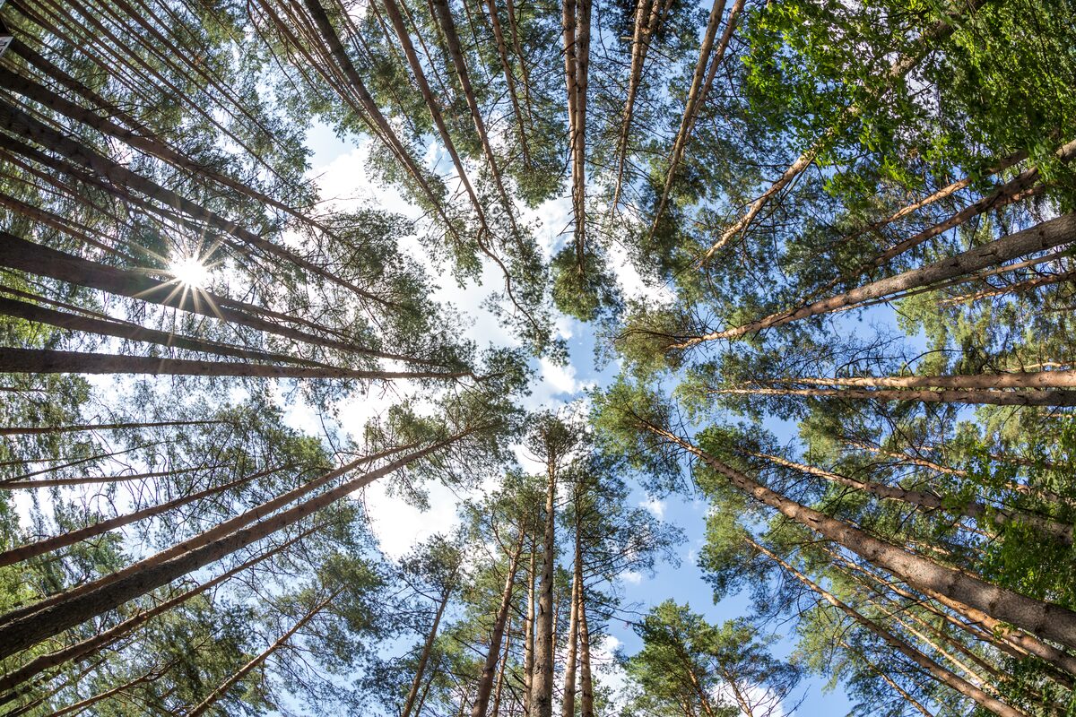 FSC-zertifizierter Wald – Nachhaltige Assetklasse